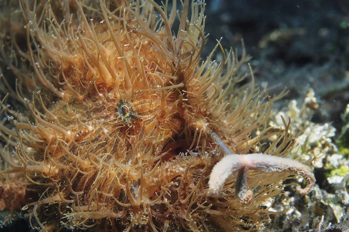Hairy Frogfish