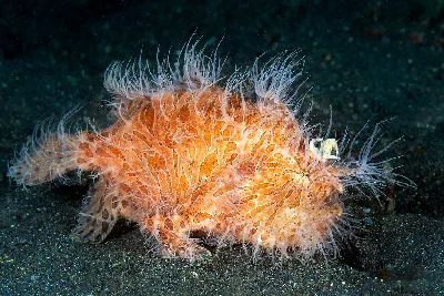Hairy Frogfish