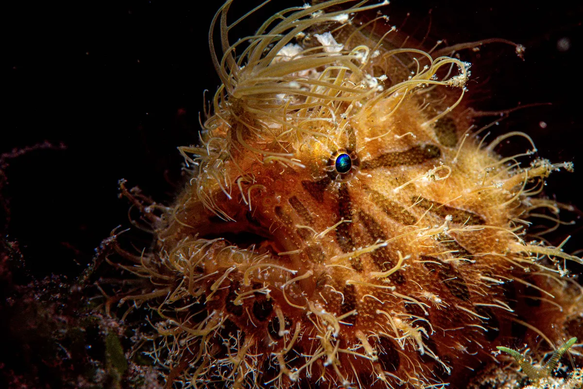 Antennarius striatus