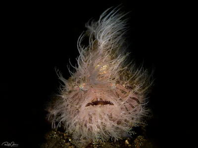 Hairy Struated Frogfish - Antennarius striatus