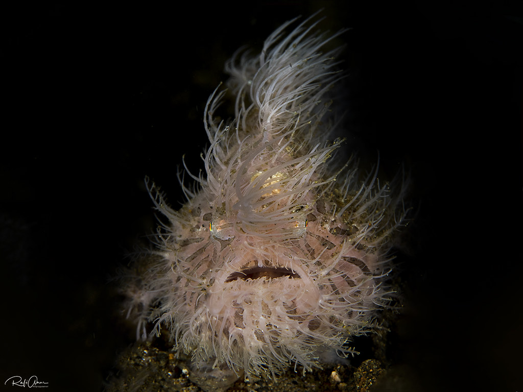 Hairy Struated Frogfish - Antennarius striatus