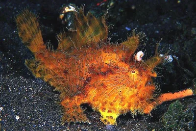 Antennarius striatus