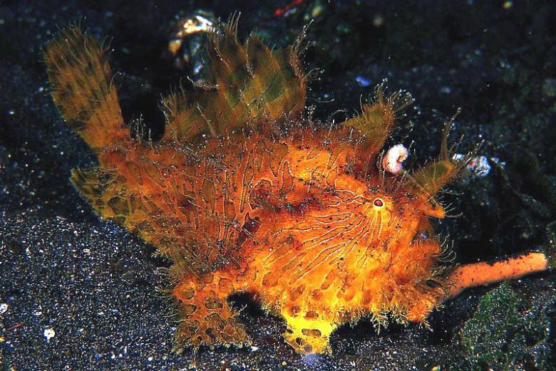 Antennarius striatus