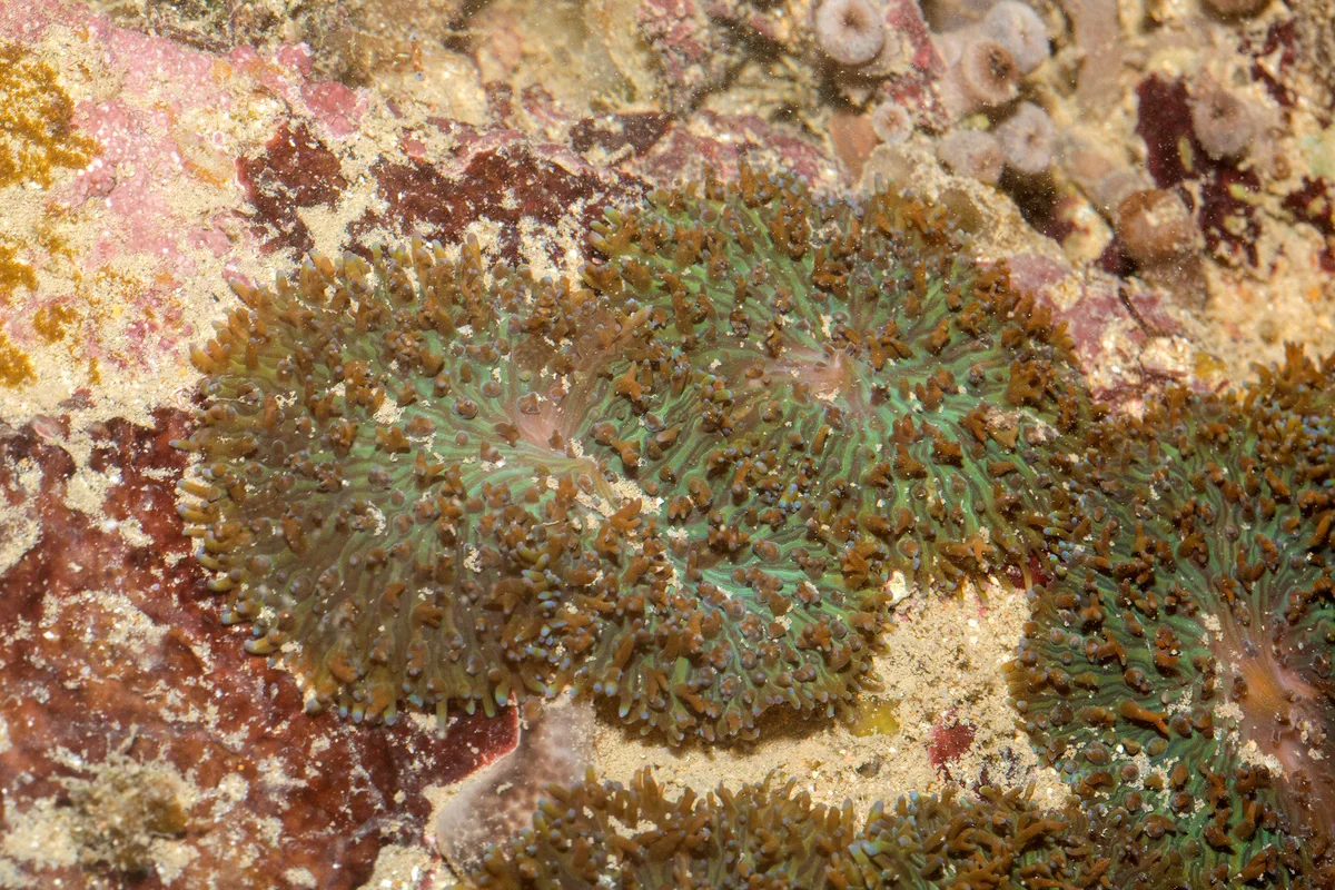 _Z2A0098 Rhodactis rhodostoma