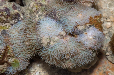_MG_0932 corallimorphs