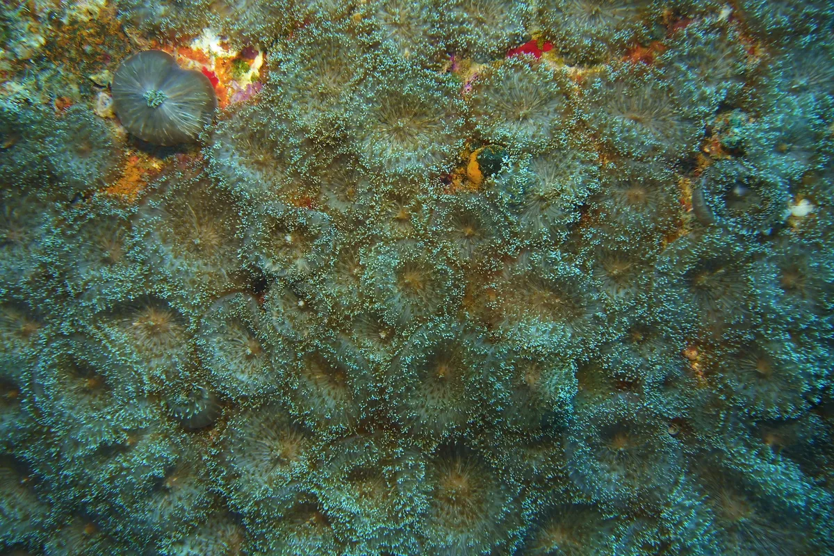 Rhodactis rhodostoma