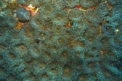 Rhodactis rhodostoma