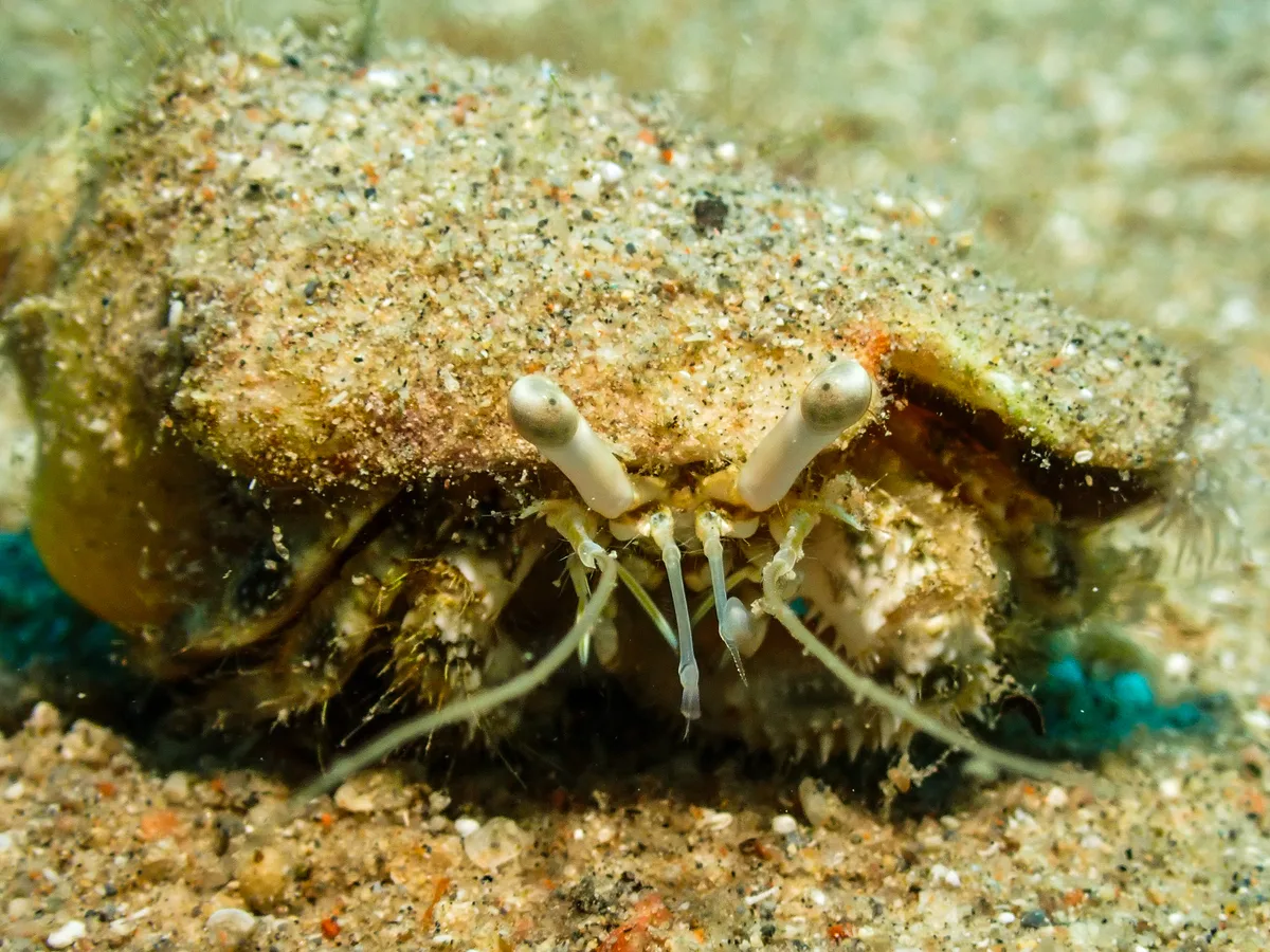 Hairy Red Hermit Crab
