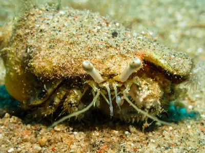 Hairy Red Hermit Crab