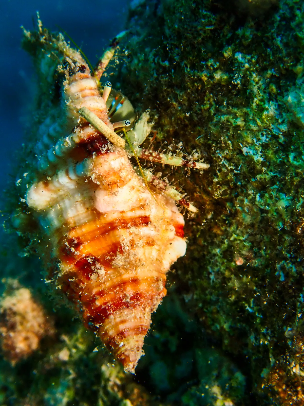 Hairy Red Hermit Crab