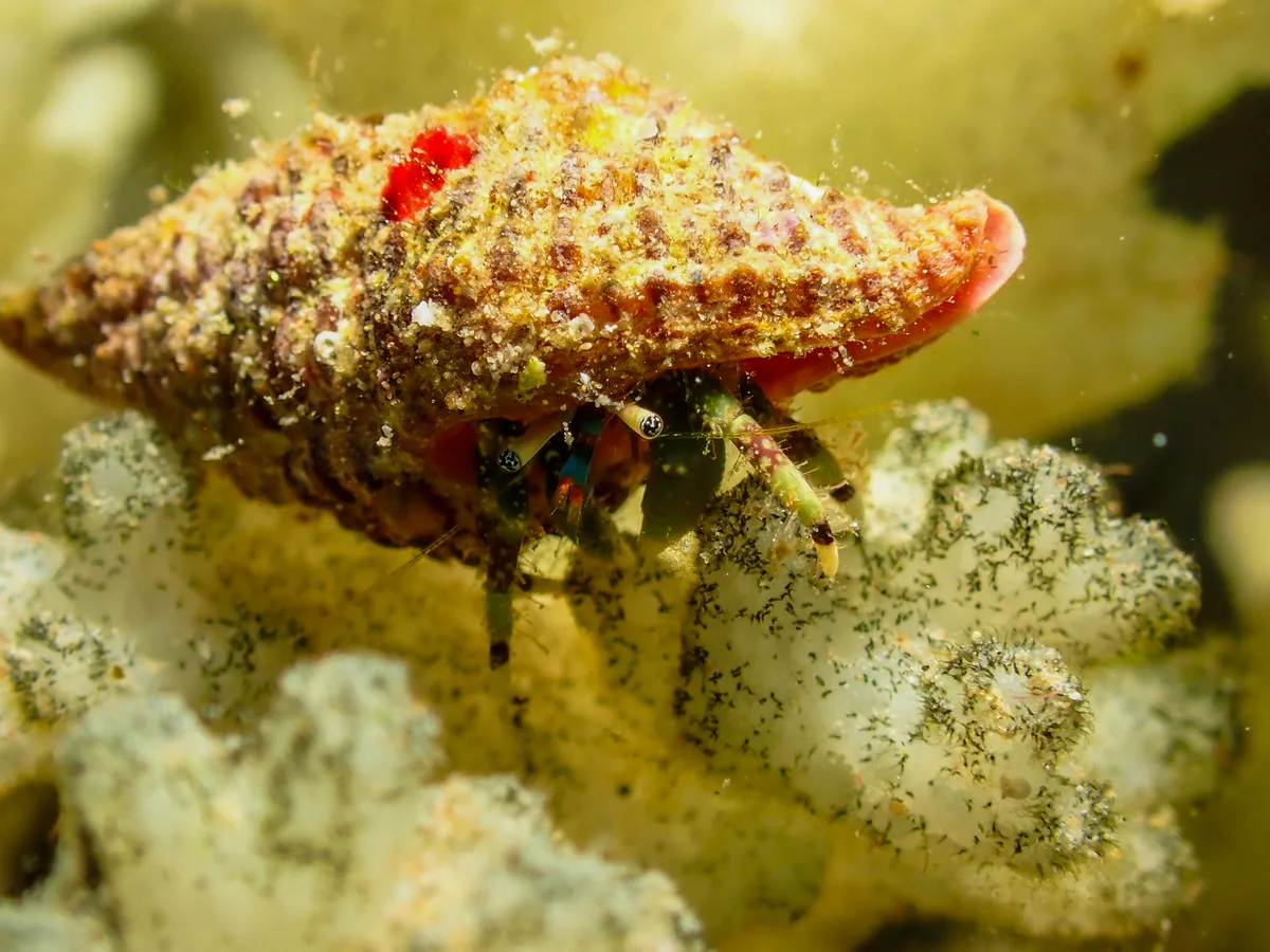 Hairy Red Hermit Crab