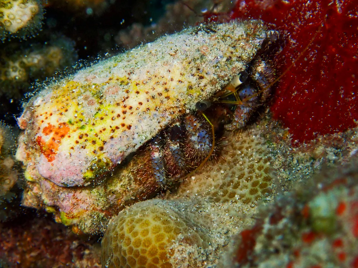 Hairy Red Hermit Crab