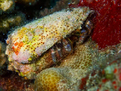 Hairy Red Hermit Crab