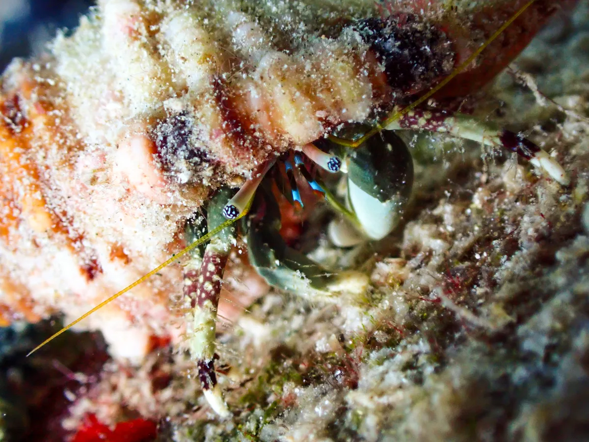 Hairy Red Hermit Crab