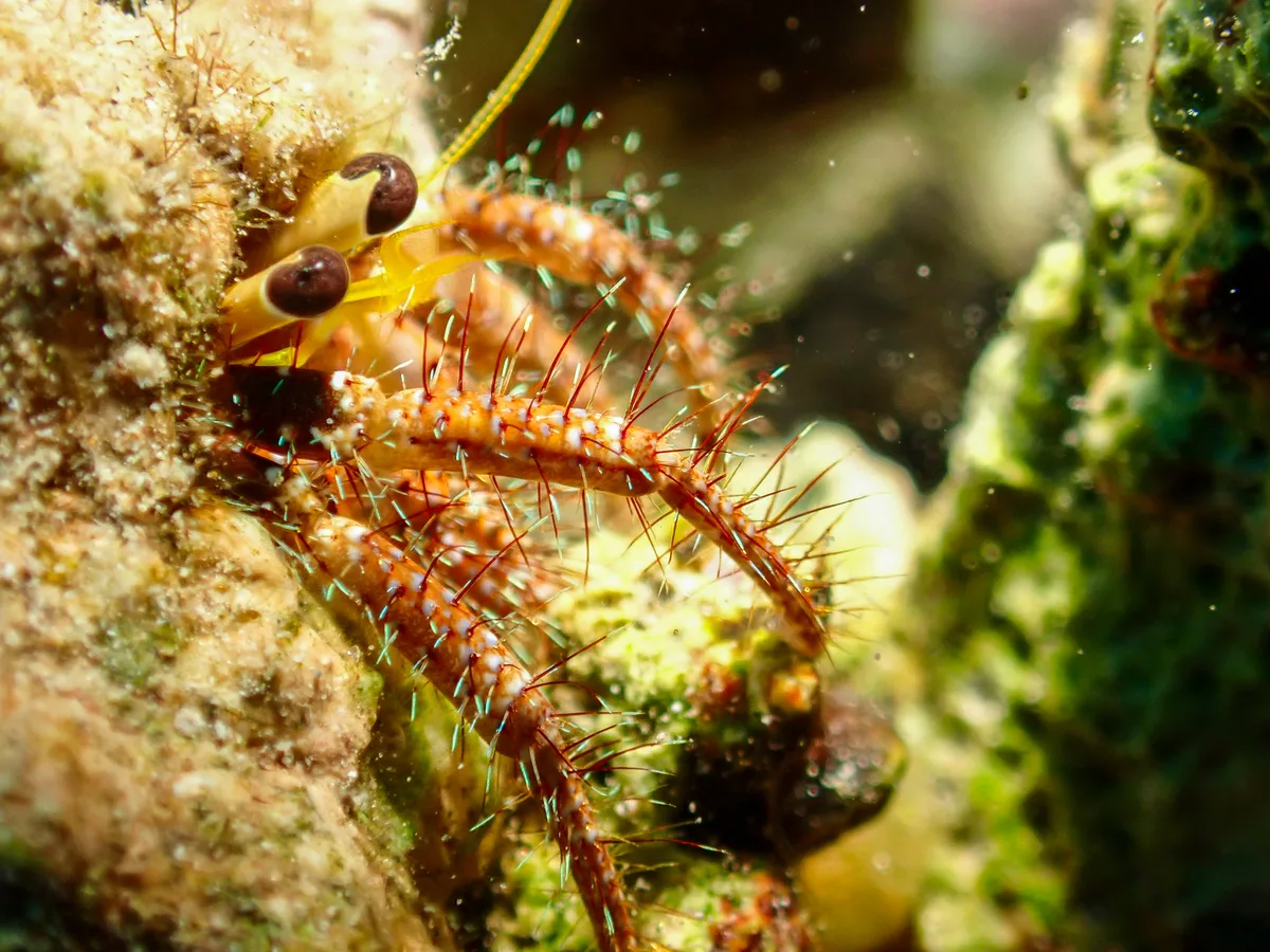 Hairy Red Hermit Crab