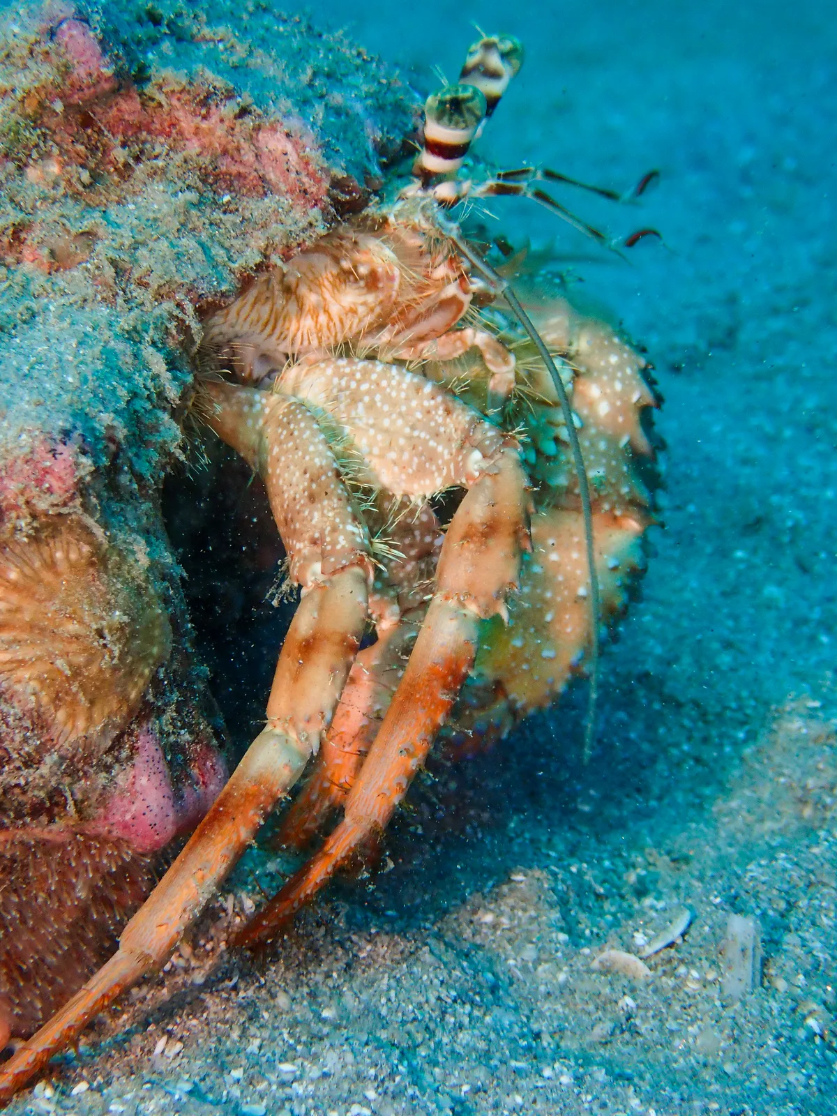 Hairy Red Hermit Crab