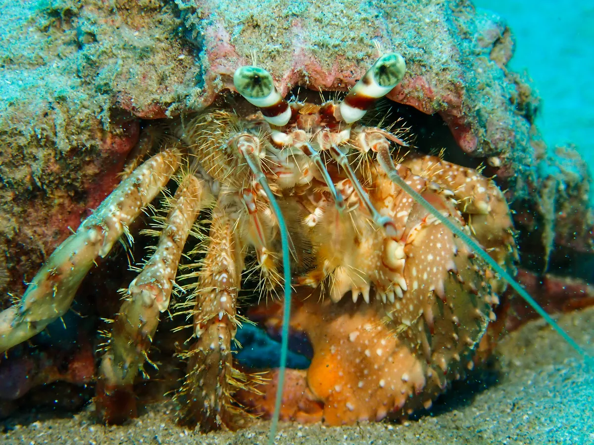 Hairy Red Hermit Crab