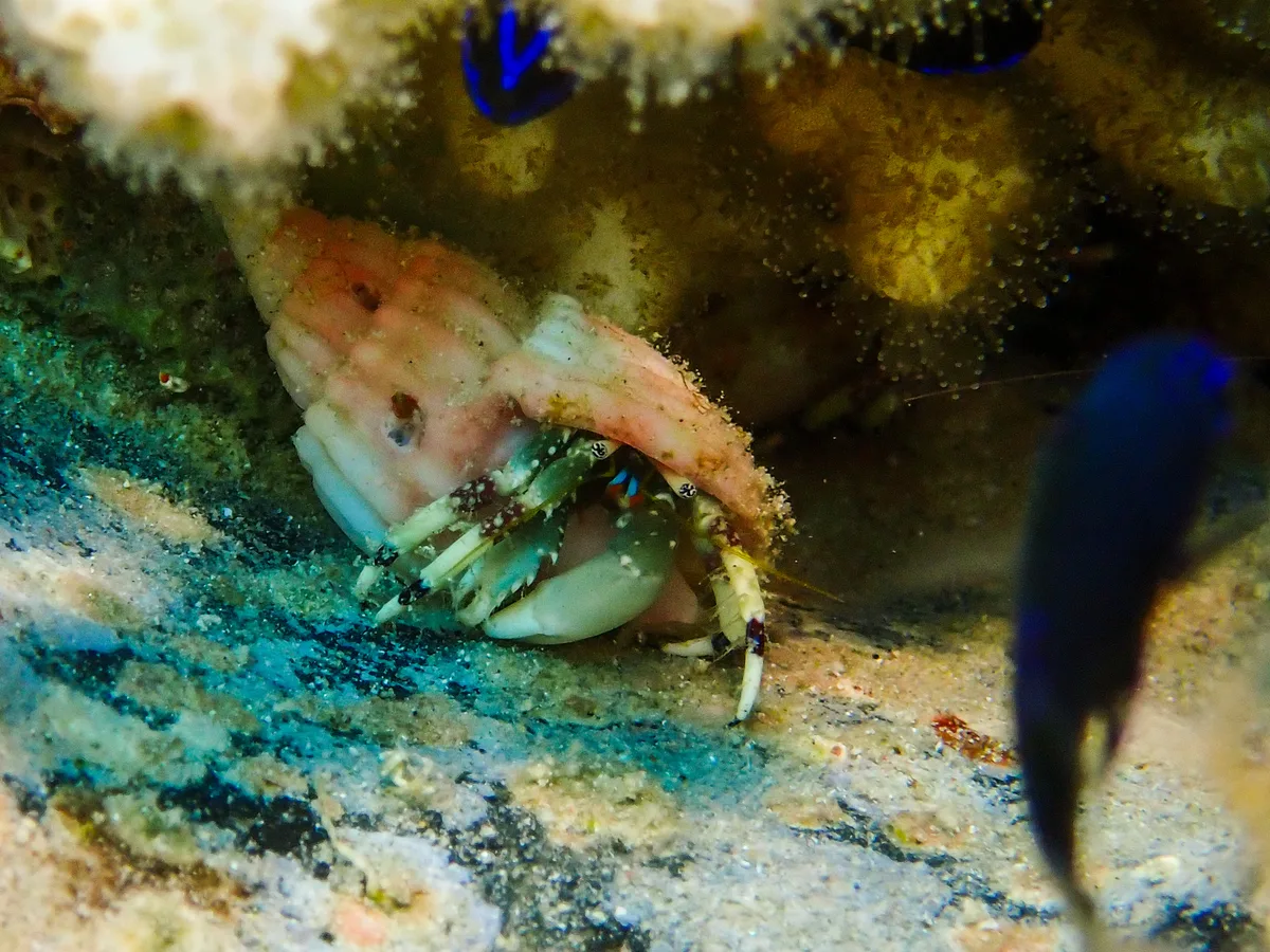 Hairy Red Hermit Crab