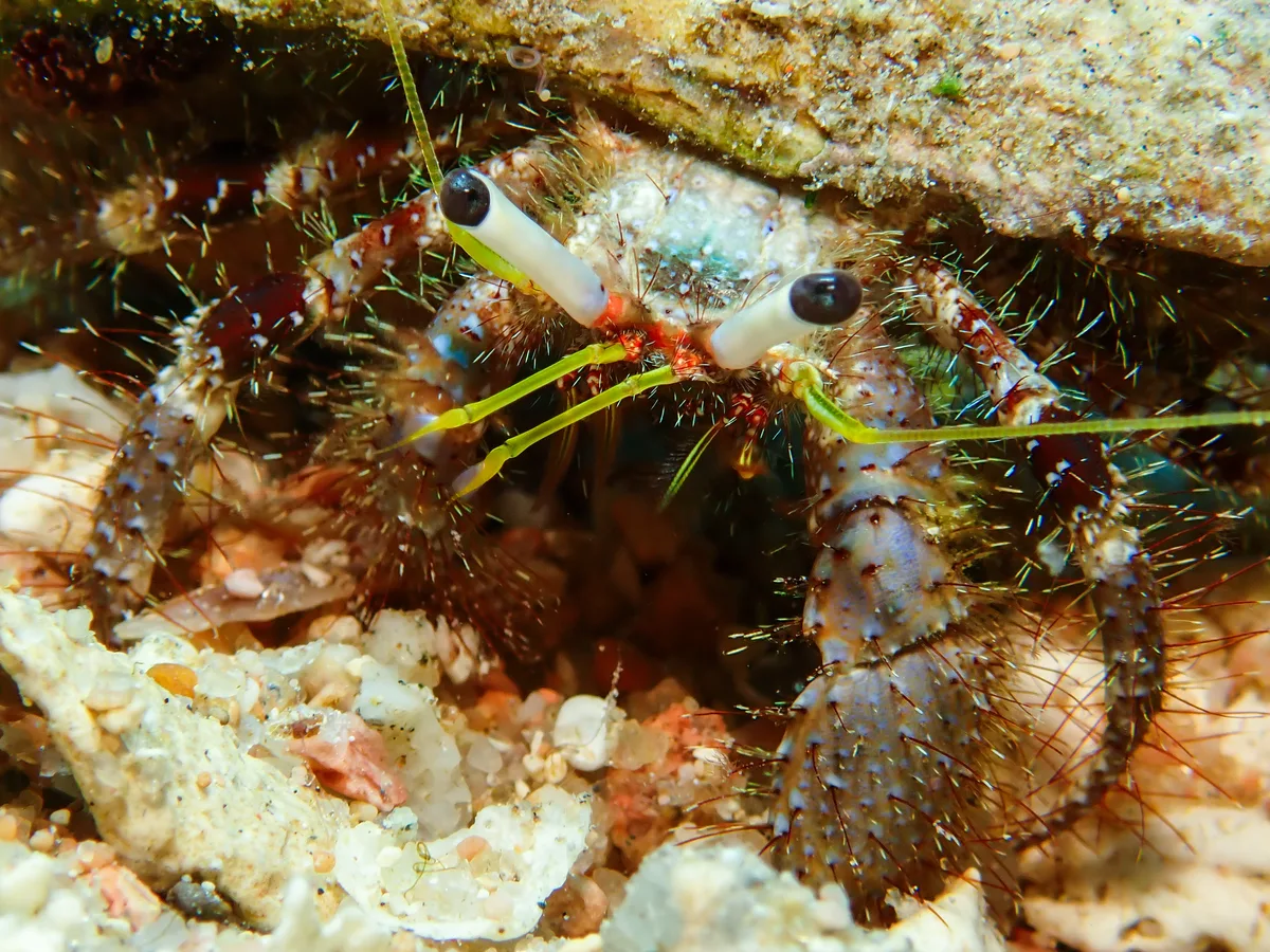 Hairy Red Hermit Crab