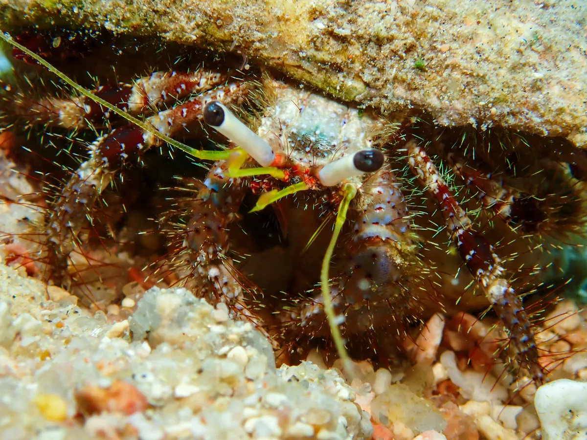 Hairy Red Hermit Crab