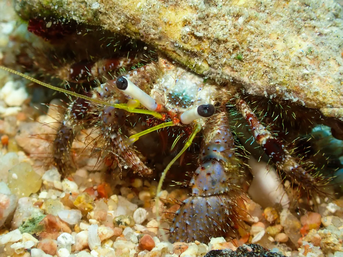 Hairy Red Hermit Crab