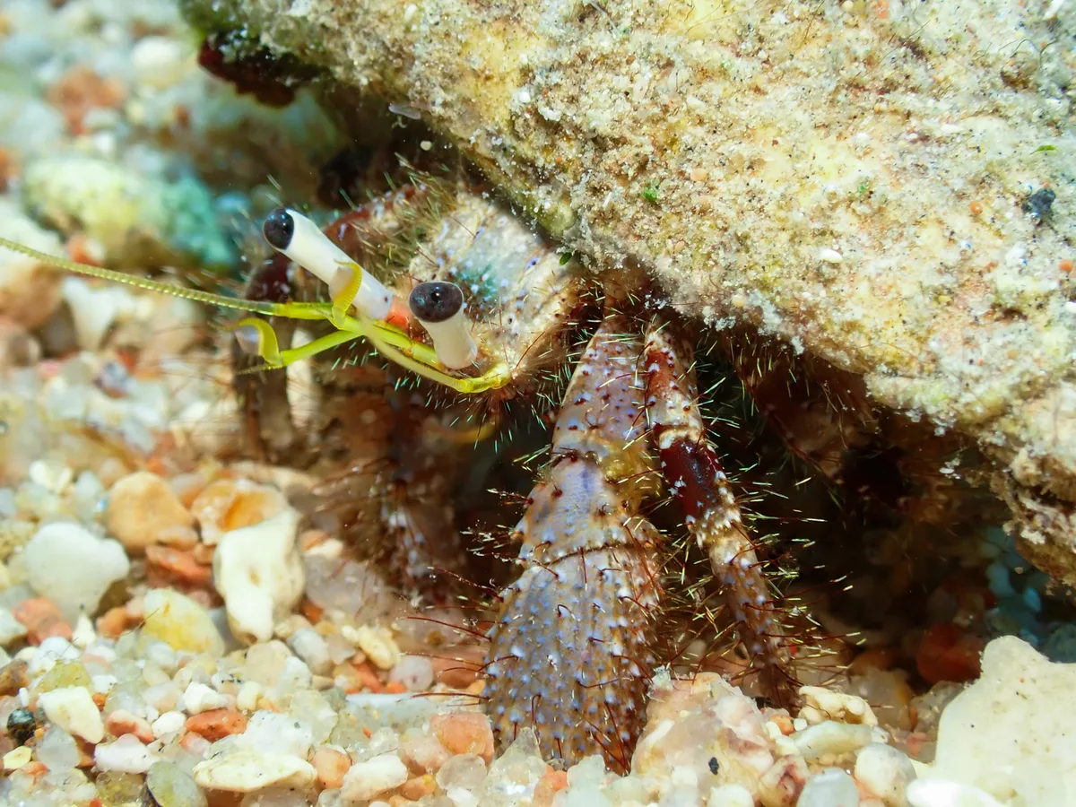 Hairy Red Hermit Crab