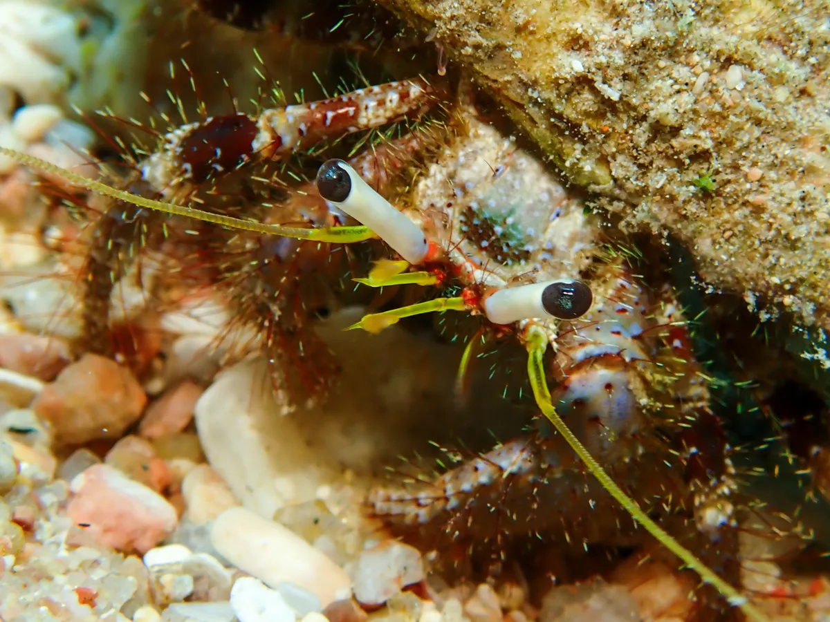 Hairy Red Hermit Crab
