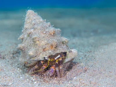 Hairy Red Hermit Crab - Dardanus lagopodes