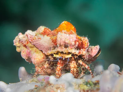 Hairy Red Hermit Crab - Dardanus lagopodes