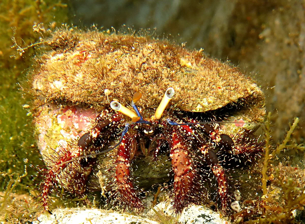 Dardanus lagopodes (15 Mai 2018)