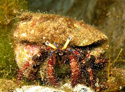 Dardanus lagopodes (15 Mai 2018)