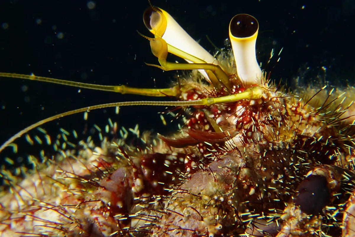 RX1 オイランヤドカリ Dardanus lagopodes