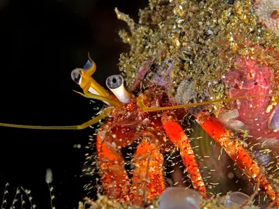 Hermit Crab, Dardanus lagopodes