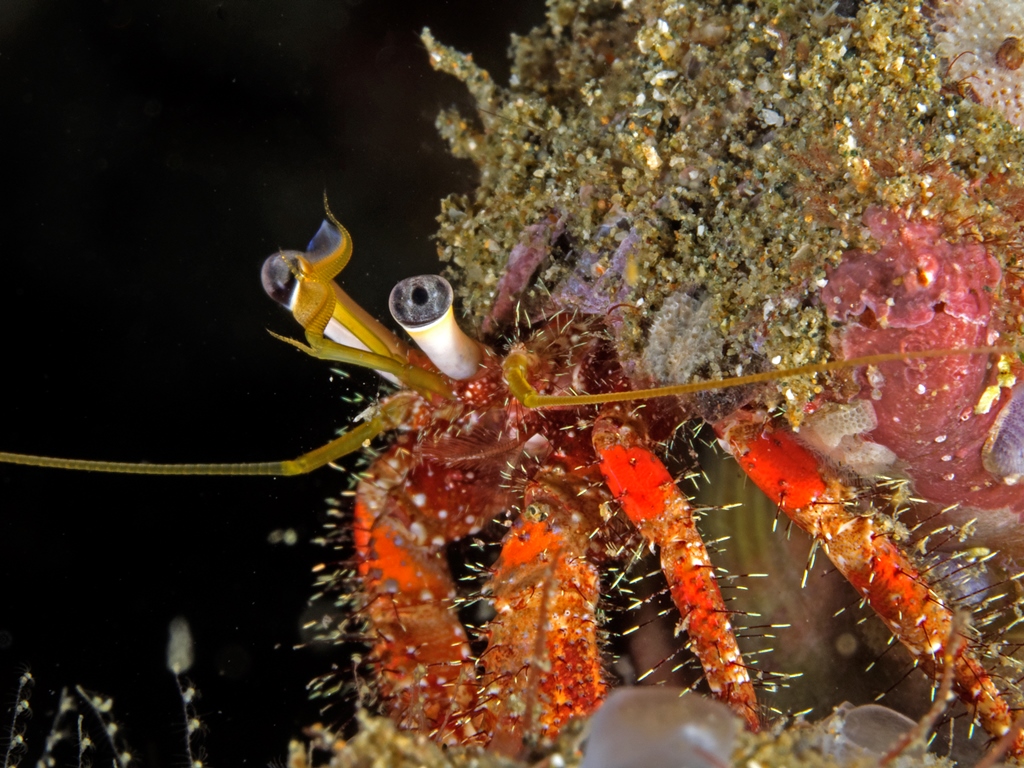 Hermit Crab, Dardanus lagopodes