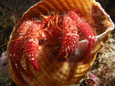 The Hairy-Red Hermit Crab﻿-Dardanus lagopodes