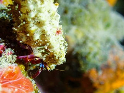Hairy Red Hermit Crab