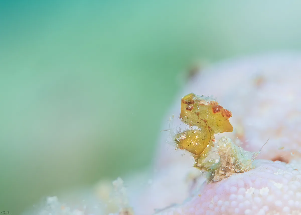 Hairy Shrimp