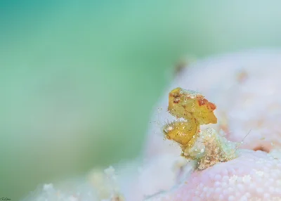 Hairy Shrimp
