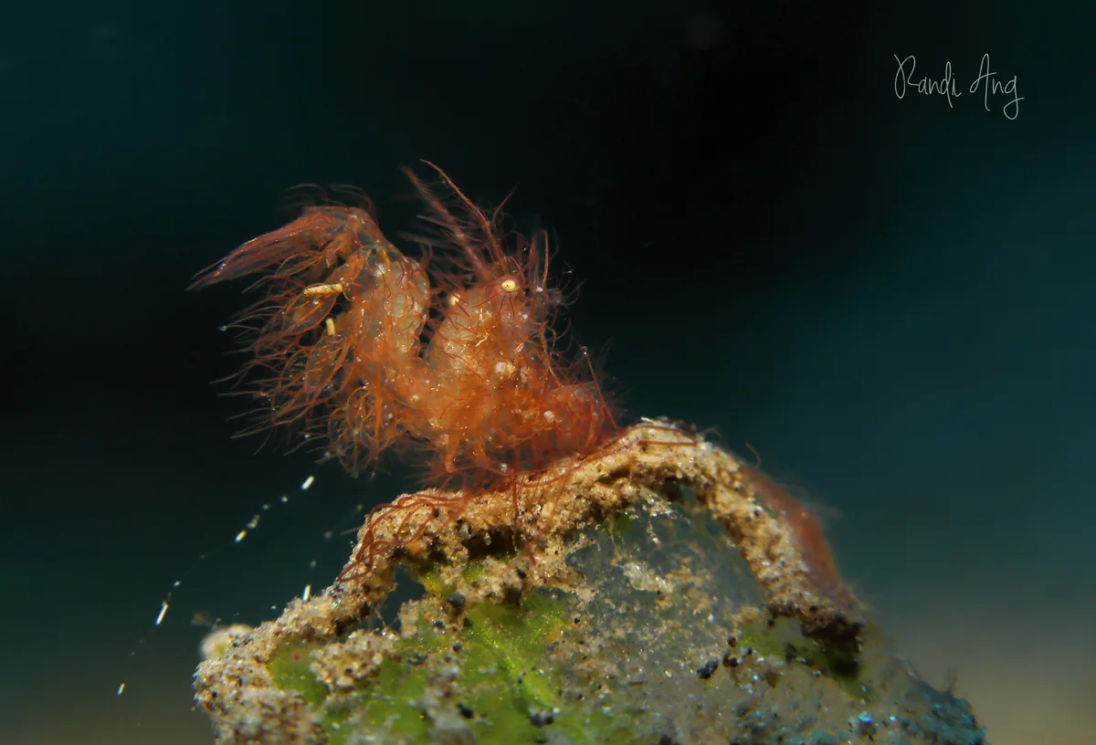 Hairy Shrimp