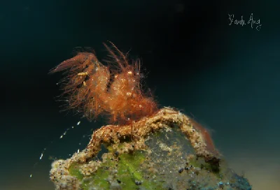 Hairy Shrimp