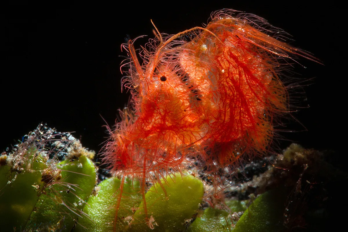 Hairy Shrimp