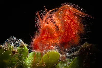 Hairy Shrimp