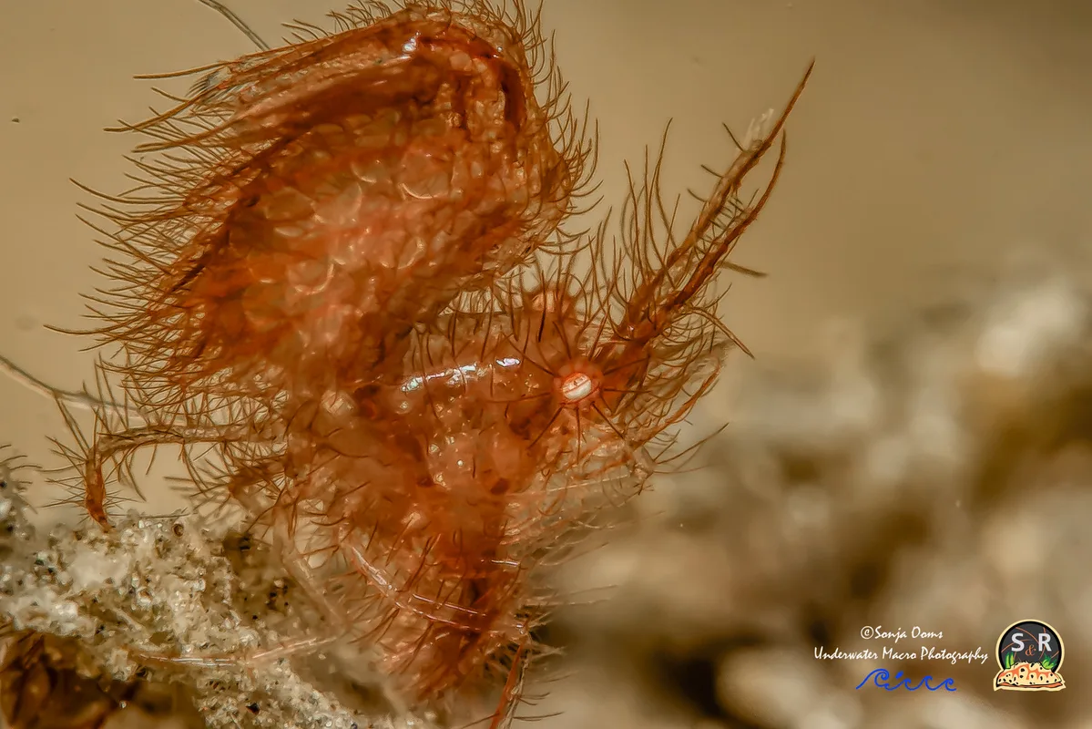 Hairy Shrimp