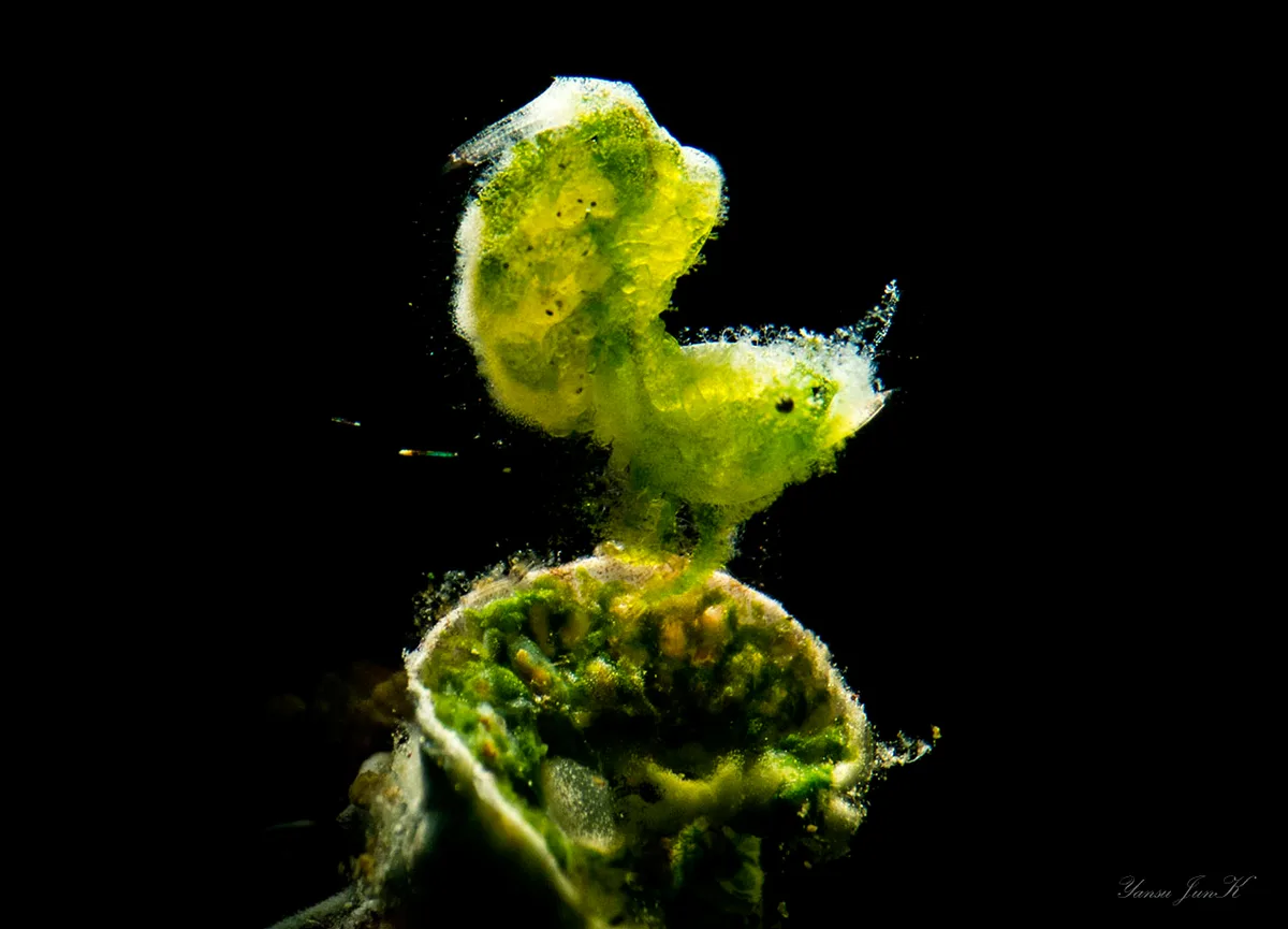 Hairy Shrimp