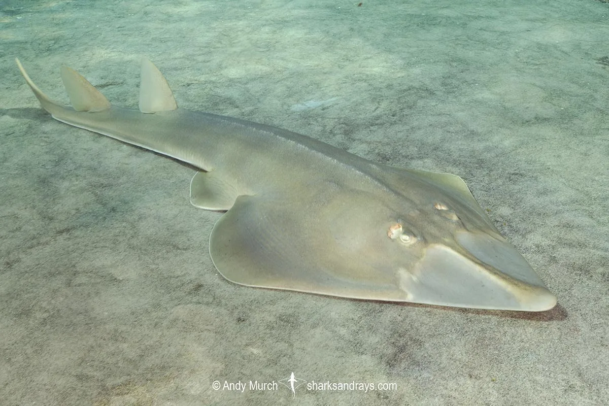 Halavi Guitarfish