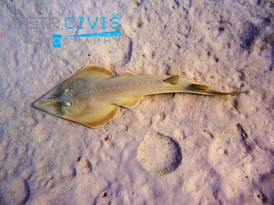 Glaucostegus halavi