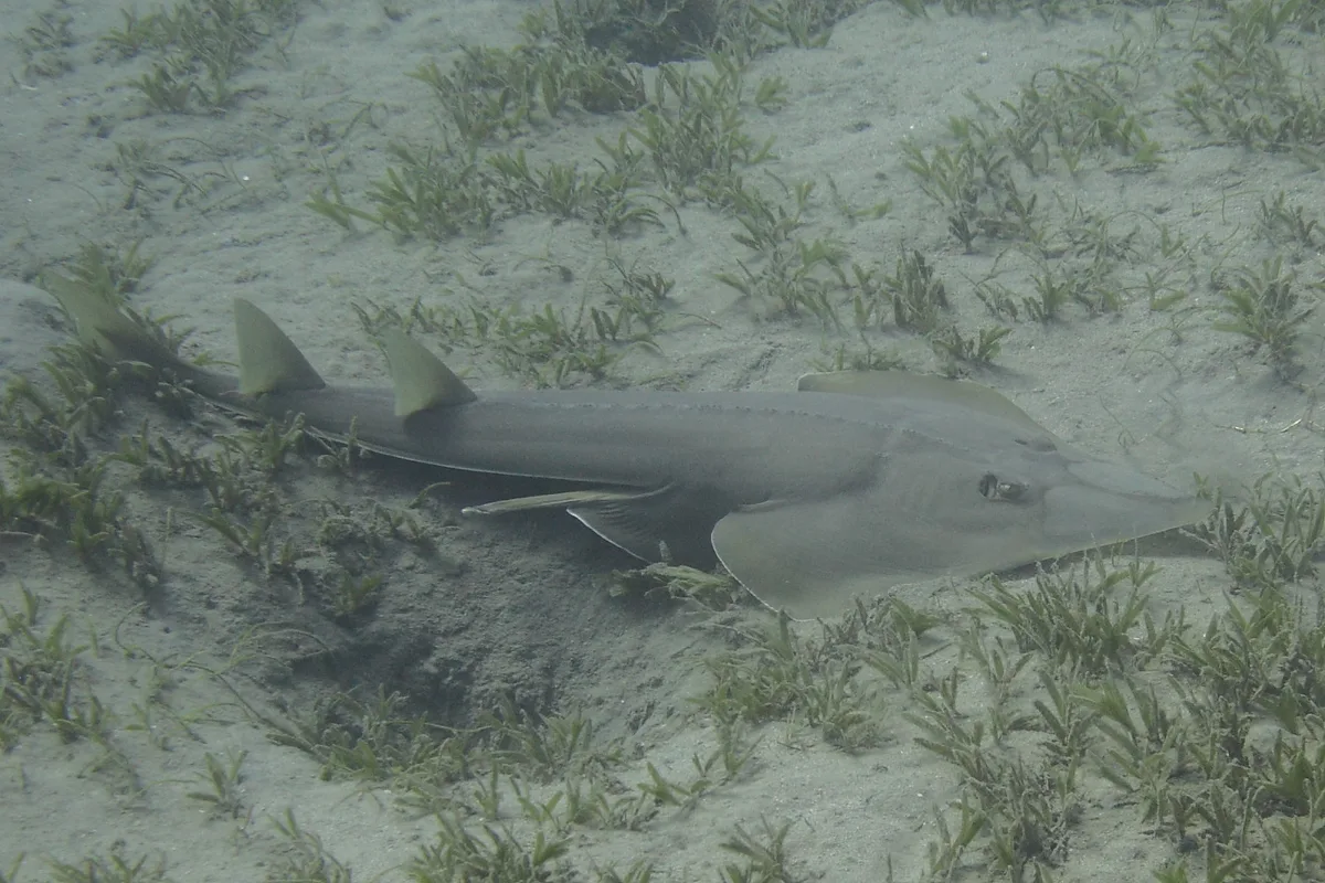 Halavi's guitarfish (Glaucostegus halavi)