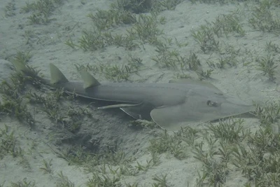 Halavi's guitarfish (Glaucostegus halavi)
