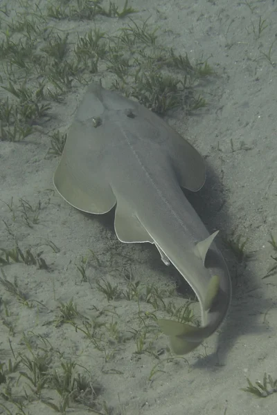 Halavi's guitarfish (Glaucostegus halavi)