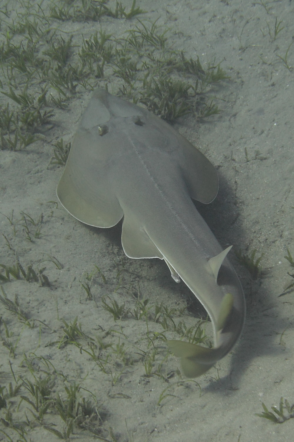 Halavi's guitarfish (Glaucostegus halavi)